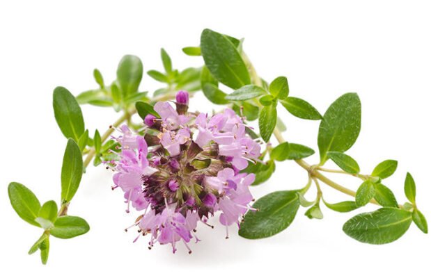 Чебрець: розкриваємо магічні властивості цієї неймовірної рослини