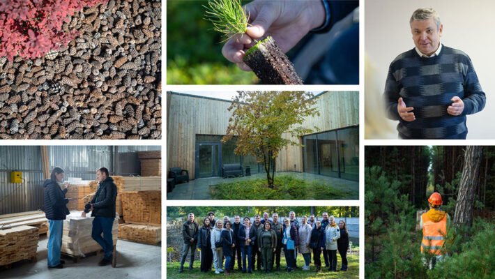 Чому важливо садити дерева: екологічні та економічні переваги