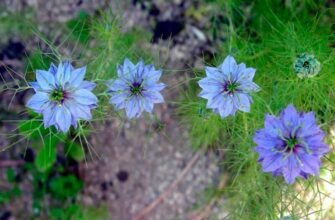 Чорнушка: природні лікувальні властивості та їх користь для здоров’я