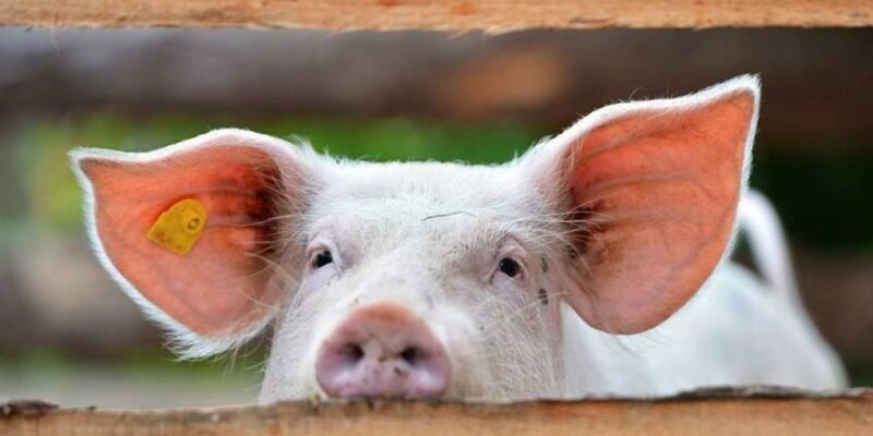 Чи потрібно давати поросятам сіль: поради ветеринарів і дослідження