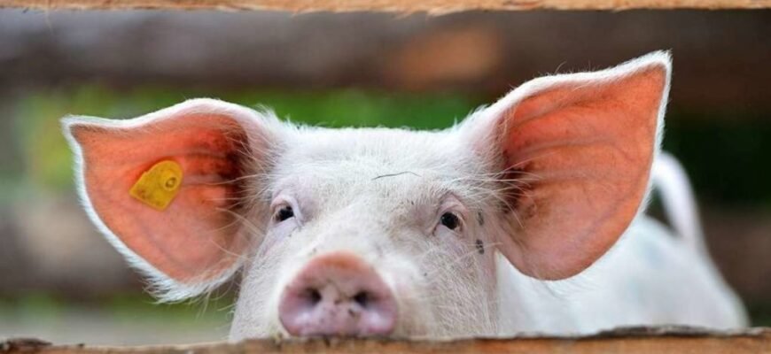 Чи потрібно давати поросятам сіль: поради ветеринарів і дослідження