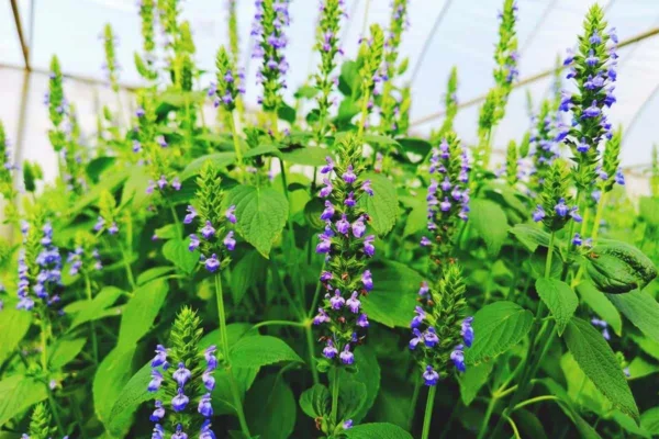 Чи потрібно мити насіння чіа перед вживанням: поради та рекомендації