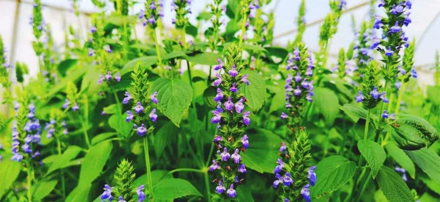 Чи потрібно мити насіння чіа перед вживанням: поради та рекомендації