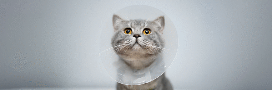 Чи варто каструвати кота: переваги, недоліки та рекомендації експертів