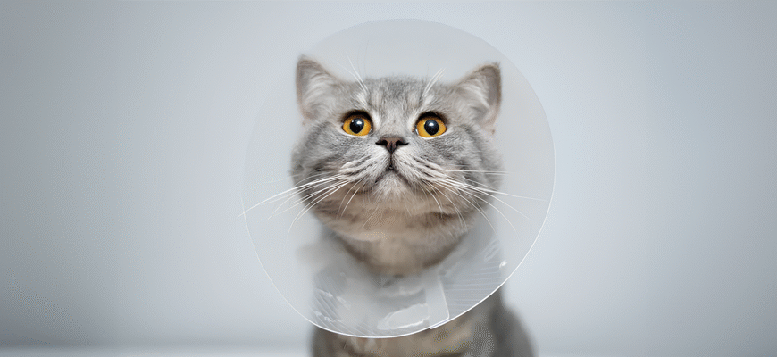 Чи варто каструвати кота: переваги, недоліки та рекомендації експертів