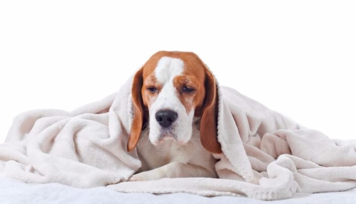 Чи варто каструвати собаку: основні плюси та мінуси процедури