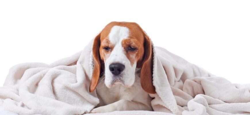 Чи варто каструвати собаку: основні плюси та мінуси процедури