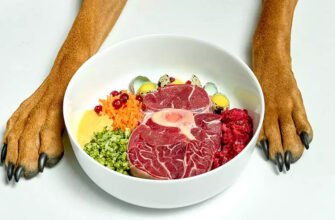 Чи варто солити їжу собаці: рекомендації ветеринарів для здоров’я улюбленця