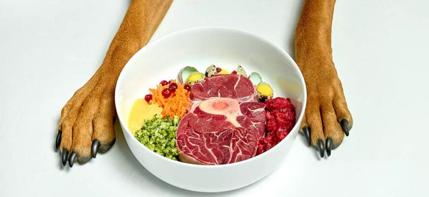 Чи варто солити їжу собаці: рекомендації ветеринарів для здоров’я улюбленця