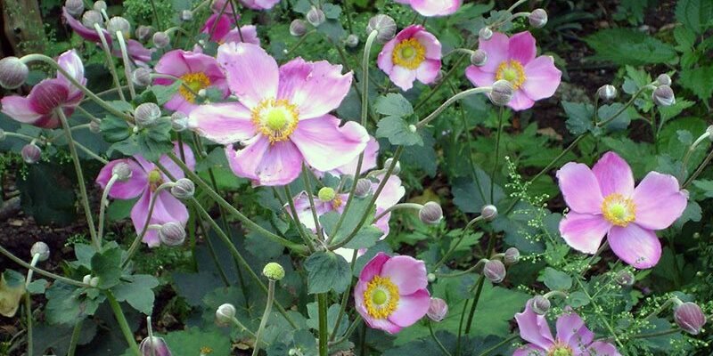 Чи варто викопувати анемони на зиму: поради для садівників України
