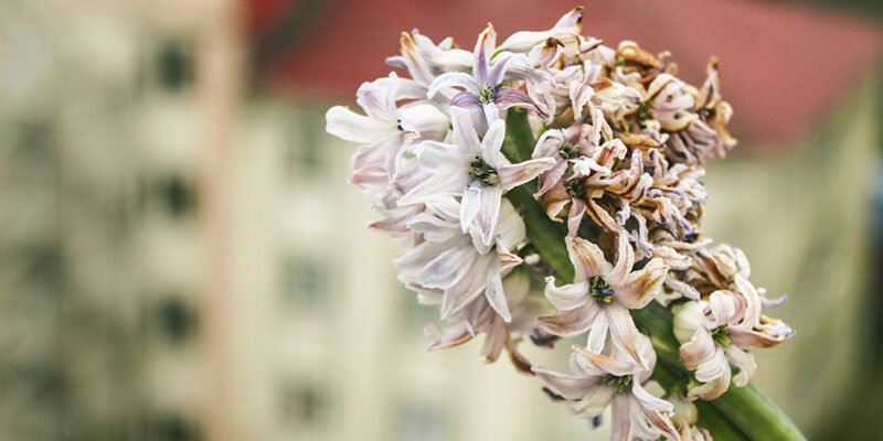 Чи варто викопувати гіацинти на зиму: поради та рекомендації садівників