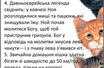 Дізнайся більше: цікаві та веселі факти про котів для дітей