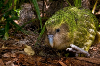 Дізнайтеся, скільки років живуть різні види папуг: тривалість життя