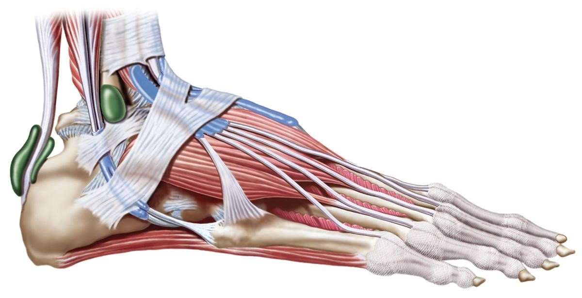 Плоскостопість – діагностика, лікування, профілактика, реабілітація