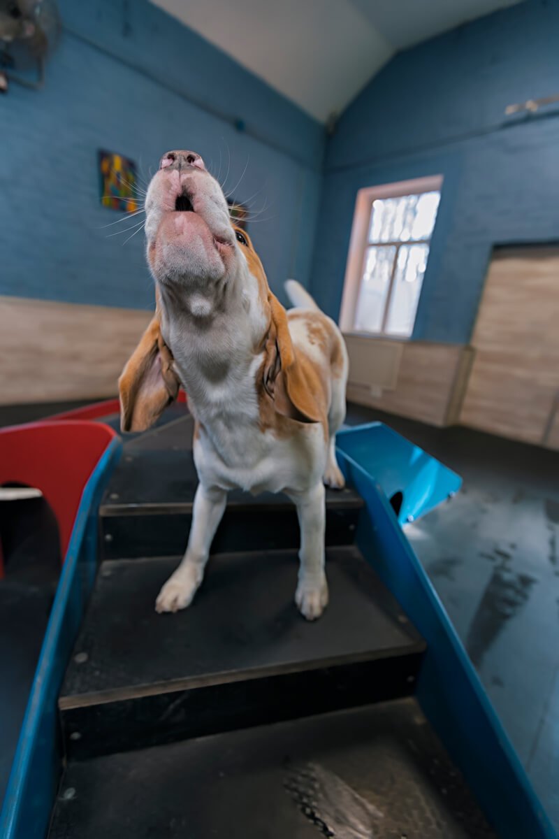 Книга «Дітям про дресирування собак» – Ванесса Естрада Марін ...