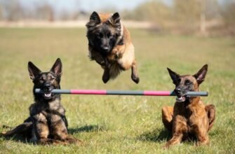 Досліджуйте захопливі команди для собак: найцікавіші трюки та навчання