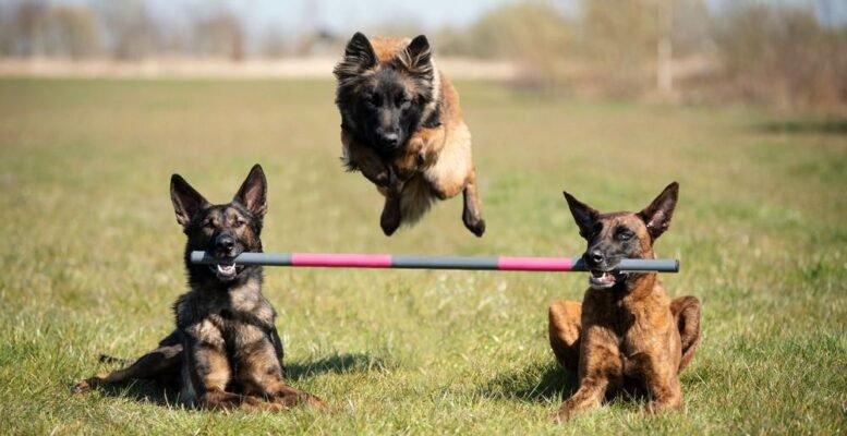 Досліджуйте захопливі команди для собак: найцікавіші трюки та навчання