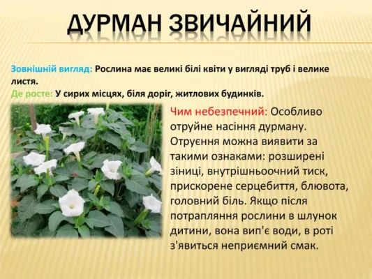 Дурман звичайний: небезпечні отруйні властивості і вплив на здоров’я Дурман звичайний: небезпечні отруйні властивості і вплив на здоров’я