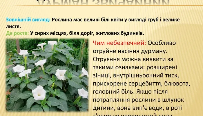 Дурман звичайний: небезпечні отруйні властивості і вплив на здоров’я Дурман звичайний: небезпечні отруйні властивості і вплив на здоров’я