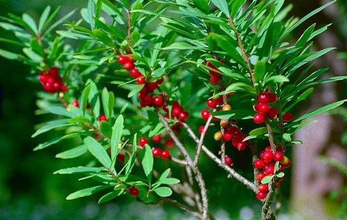 Дурман звичайний | Купити насіння однорічних квітів в Україні