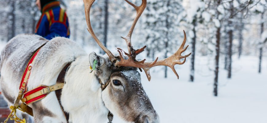 Дивовижна Лапландія: найцікавіші факти про край північного сяйва