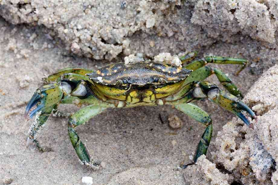 50 цікавих фактів про крабів