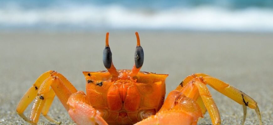 Дивовижні факти про крабів: розкриваємо секрети їхнього світу Дивовижні факти про крабів: розкриваємо секрети їхнього світу