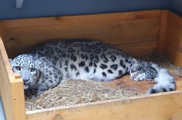 Дивовижні факти про снігового барса: захоплюючий світ рідкісного хижака