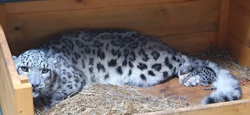 Дивовижні факти про снігового барса: захоплюючий світ рідкісного хижака