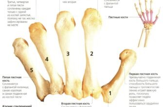 Ефективна фіксація при переломі променевої кістки: ключ до швидкого відновлення
