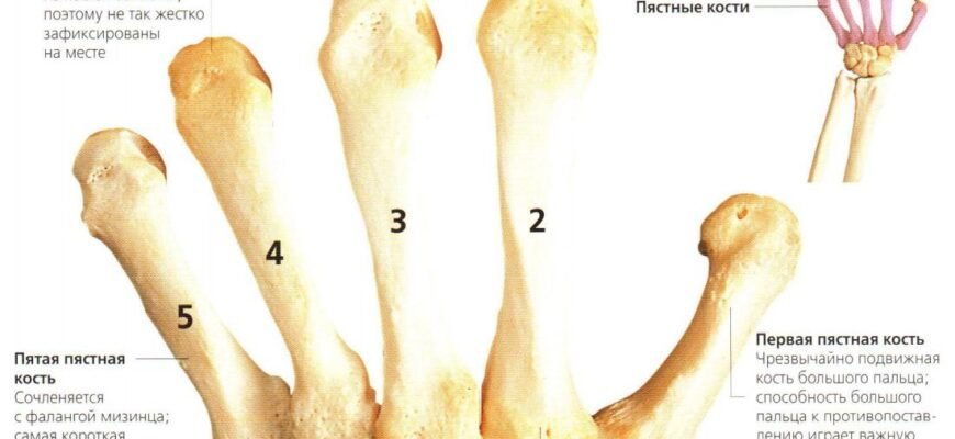 Ефективна фіксація при переломі променевої кістки: ключ до швидкого відновлення