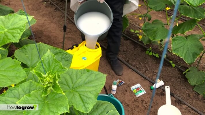 Ефективне використання препарату Квадріс: терміни очікування та поради