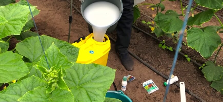 Ефективне використання препарату Квадріс: терміни очікування та поради