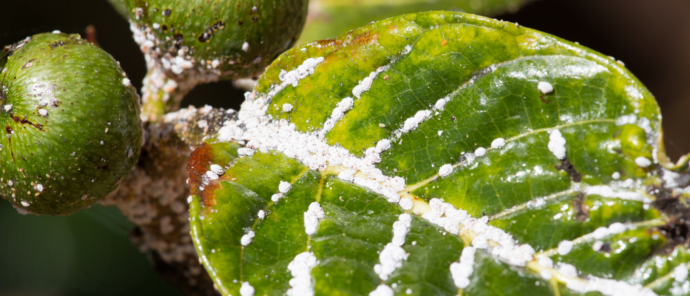 Як боротися з білокрилкою?