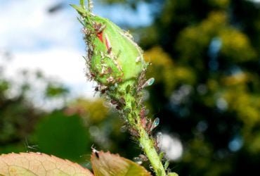Як позбутися від мурашок в квартирі за лічені дні?
