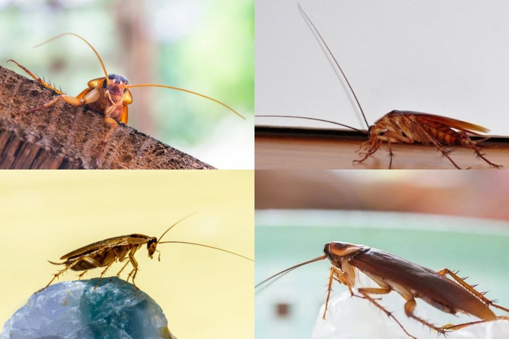 Як правильно вибрати засоби від тарганів? » Мій Дім