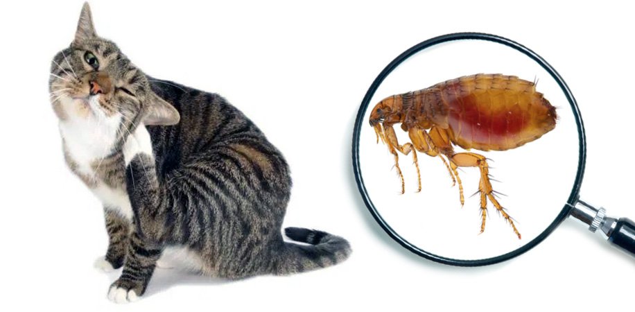 Як вивести бліх у хаті назавжди: ефективні поради та методи