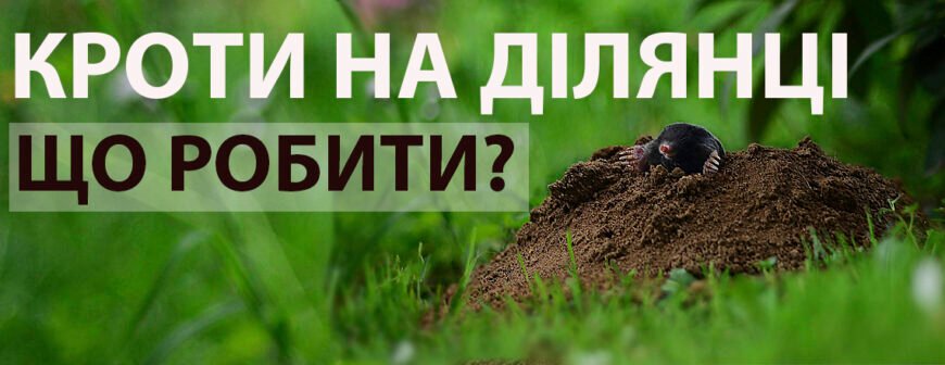 Ефективні таблетки від кротів: як позбутися шкідників швидко та легко