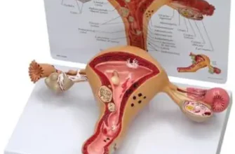 Ефективні таблетки від поліпів матки: обираємо найкраще лікування