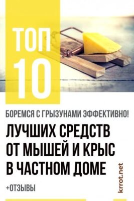 Ефективні засоби та методи боротьби: отрута від щурів у вашому домі