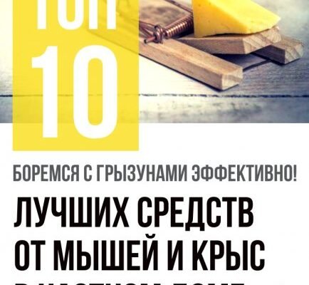 Ефективні засоби та методи боротьби: отрута від щурів у вашому домі