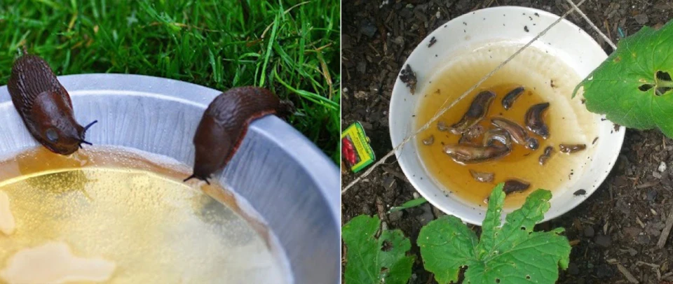 Як позбутися слимаків: найефективніші стратегії захисту городу та саду