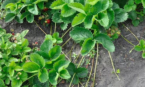 Як вибрати гербіцид для саду та городу