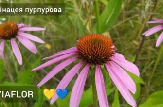 Ехінацея пурпурова: лікувальні властивості та користь для здоров’я