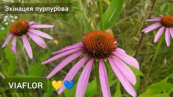 Ехінацея пурпурова: лікувальні властивості та користь для здоров’я