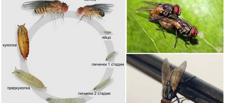 Етап Імаго у Життєвому Циклі Мух: Основні Характеристики та Особливості