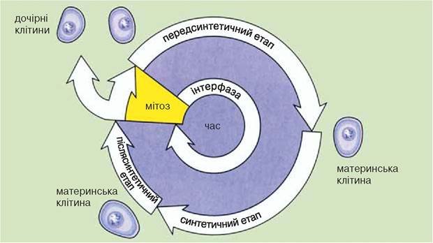 ТИП С А Р К 0 М А С Т И Г 0 Ф 0 Р Ы - SARCOMASTIGOPHORA