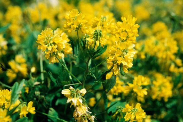 Евкаліпт: лікувальні властивості та користь для вашого здоров’я