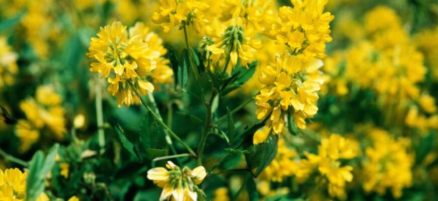 Евкаліпт: лікувальні властивості та користь для вашого здоров’я