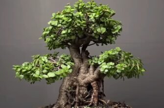 Грошове дерево: Корисні властивості та лікувальні переваги рослини